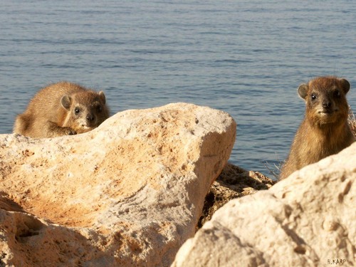 אתר התיירות ראש הנקרה